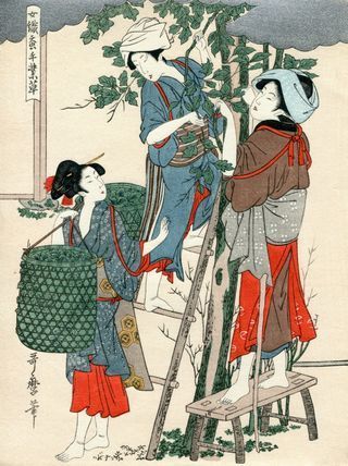 Utamaro Kitagawa, Bild Nr. 02: Sammeln von Maulbeerblätter